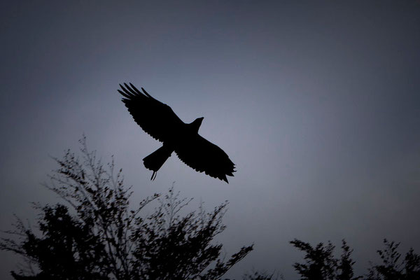 RossFoto Dana Krimmling Pferdefotografie Fotografien vom Wanderreiten Theo Blaickner Steinadler Beizjagd Falkner