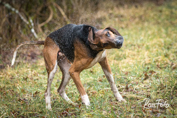 Chasse a courre Abbaye du val des Choues, RossFoto Dana Krimmling