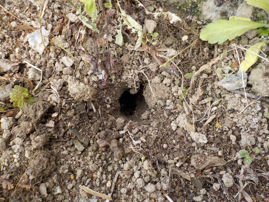 モグラの新しい穴を発見。