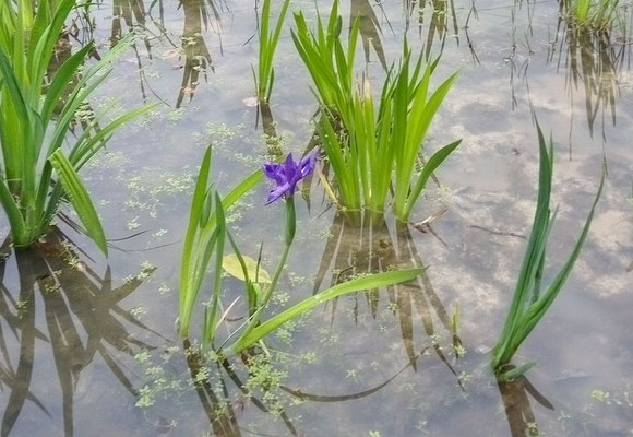 ４月１５日　藤棚に近い池　開花