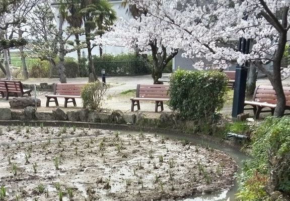 ３月２５日　桜満開