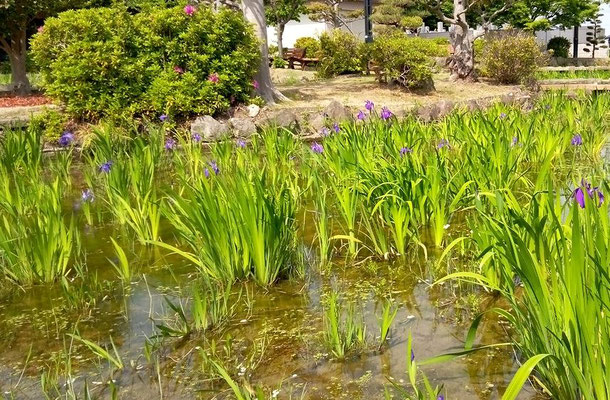 ４月２１日藤棚近くの池　咲き始め