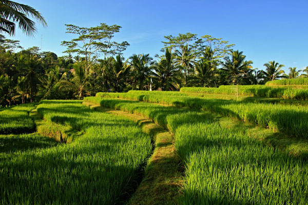 Ubud Rice Terrace - by Ralf Mayer