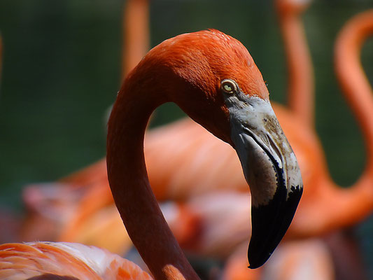 Flamingo - Florida by Ralf Mayer