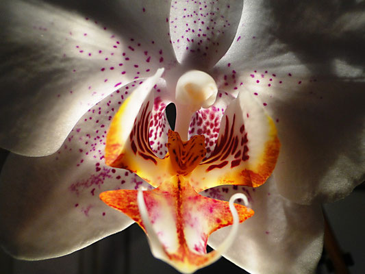 Orchidee - by Ralf Mayer