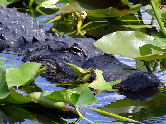 Alligator - Everglades Florida by Ralf Mayer