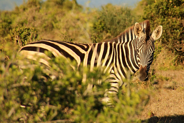 ADDO ELEPHANT PARK