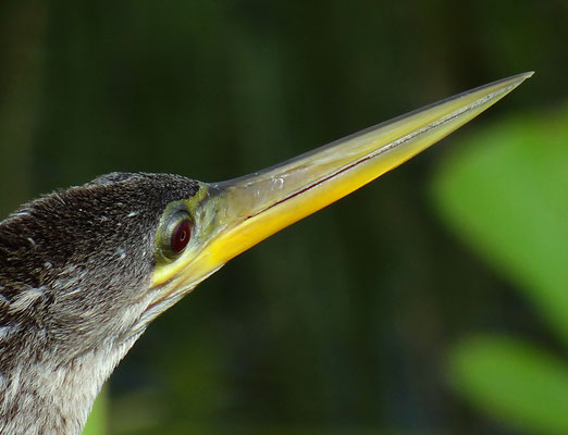 Anhinga - Everglades by Ralf Mayer