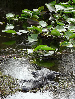 Alligator - Everglades Nationalpark by Ralf Mayer