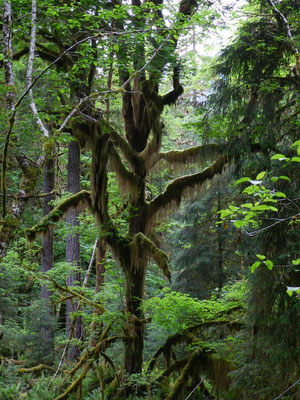 Hoh Rain Forest - Olympic N.P. - Washington by Ralf Mayer