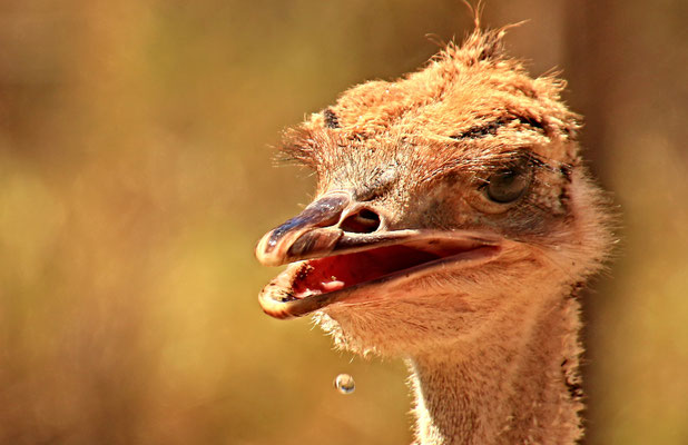 OUDTSHOORN - OSTRICH