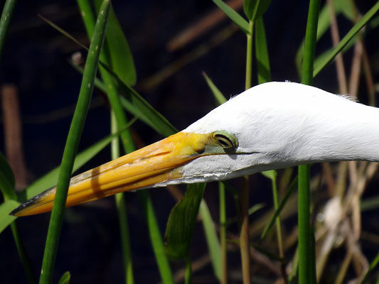 Reiher - Everglades Florida by Ralf Mayer