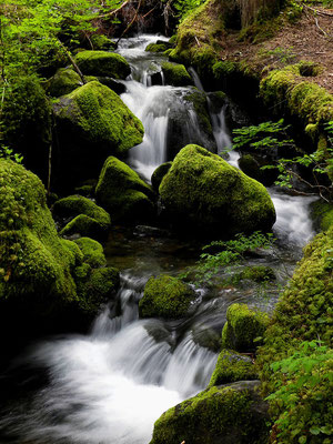 Mount Rainier National Park - Washington State by Ralf Mayer