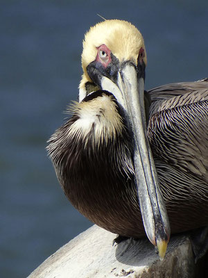 Pelikan - St. Petersburg Beach by Ralf Mayer