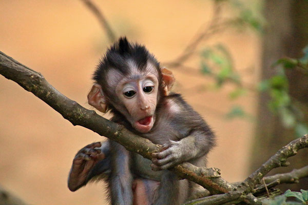 Baby Monkey at Monkey Forest - Ubud - by Ralf Mayer