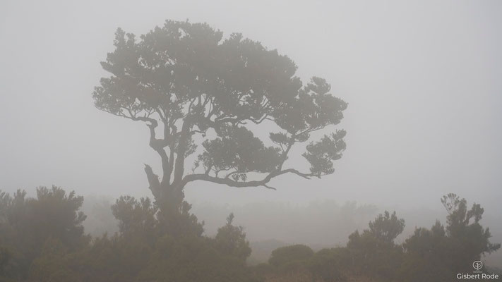 Nebelwald Fanal auf Madeira