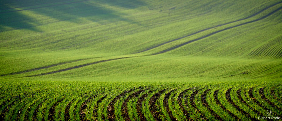 Feld im Saarland
