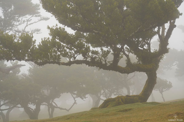 Nebelwald Fanal auf Madeira