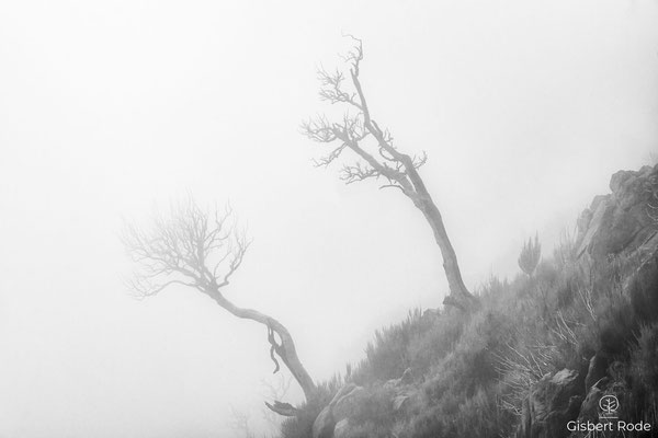 Nach dem Waldbrand