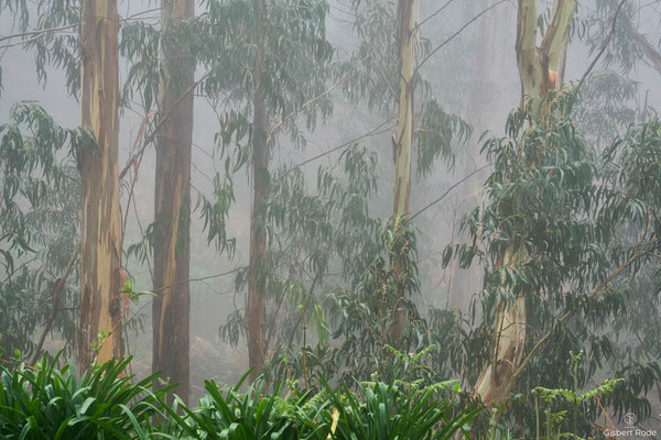 Eukalyptuswald im Nebel