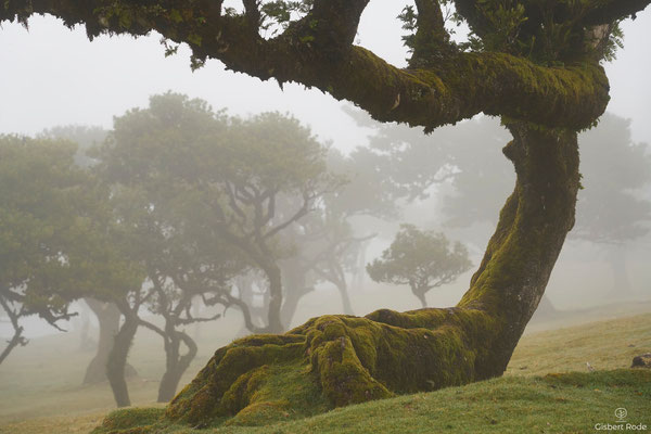 Nebelwald Fanal auf Madeira