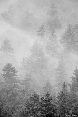 Bergwald im starken Regen