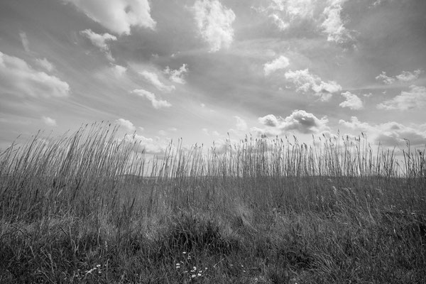 Gras vor einem Feld, Bückeburg 2020
