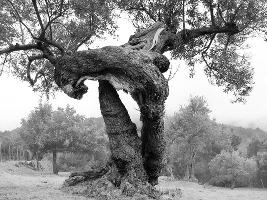 Olivenbaum mit gespaltenem Stamm, Mallorca 2006