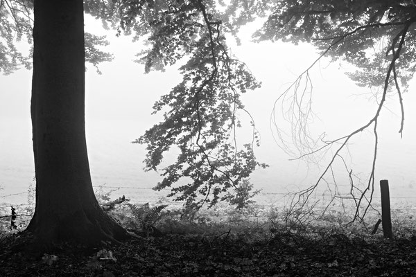 Buche im Nebel am Weidezaun, Teutoburger Wald bei Bielefeld 2015
