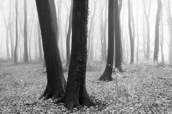 Zwei Buchen im Nebelwald, Teutoburger Wald 2012