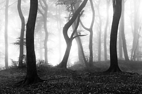Buchen im Nebel, Teutoburger Wald 2018
