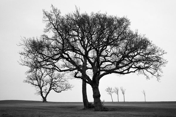 Drei und vier Bäume, Caerleon Wales 2014
