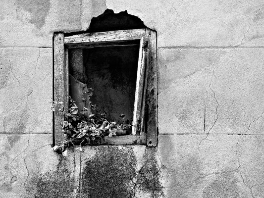 Alter Fensterrahmen und Pflanze, Mallorca 2006