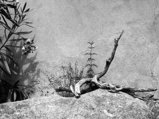 Felsen,Oleander und abgestorbener Ast, Elba 2005