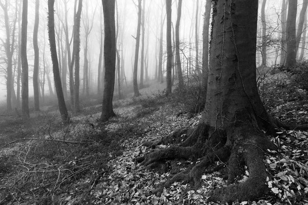 Buchenwurzel und Wald im Nebel