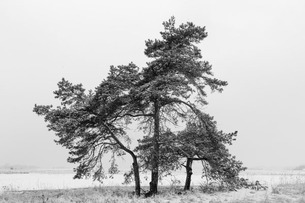 Drei Kiefern im Schnee, Rügen 2013