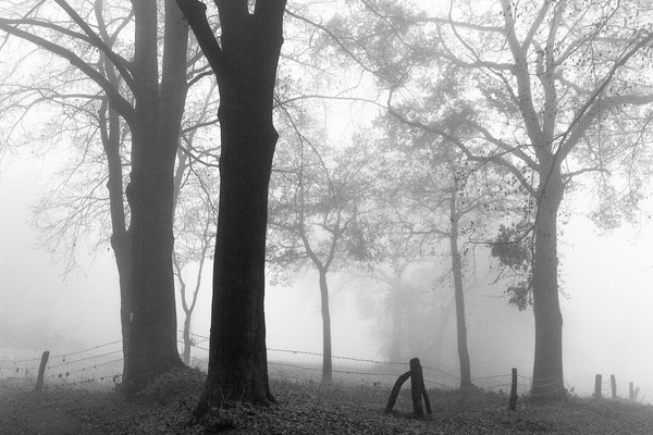 Bäume und Zaun im Nebel, Teutoburger Wald bei Bielefeld 2015