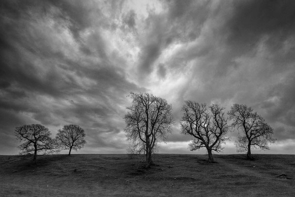 Bäume am Hang, Wales 2014