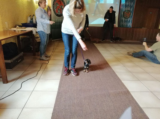 Nun wurden die Puppys im Ring motiviert zum laufen. Nicht so leicht wenn so ein kleiner Kerl den Rückwärtsgang einschlägt. 