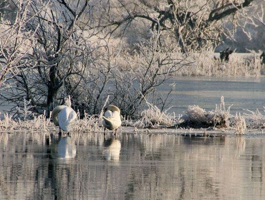 Garz - Schwäne im Winter