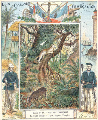 37- Guyane française - La forêt vierge - Tapir, jaguar, vampire