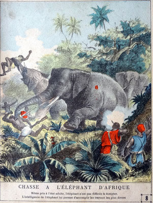 8 - Chasse à l'éléphant d'Afrique
