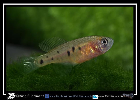 Austrolebias cheradophilus sampled in Jaguarão River , Patos-Mirim