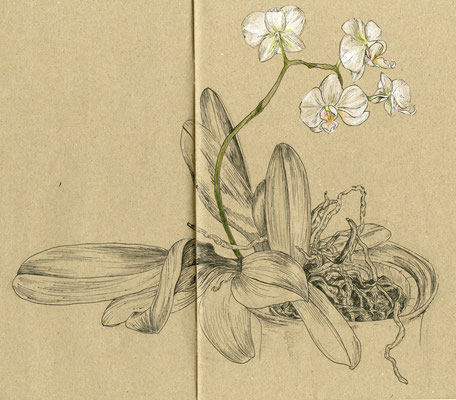 Orchidee, Filzstift und Buntstift auf Papier