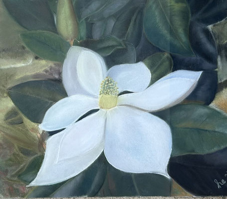 Sommermagnolie