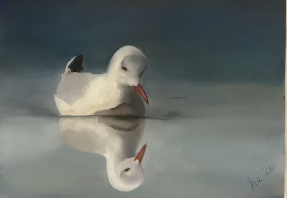 Möwe