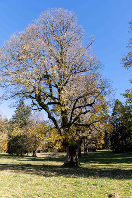 Bergahorn bei Savagnieres