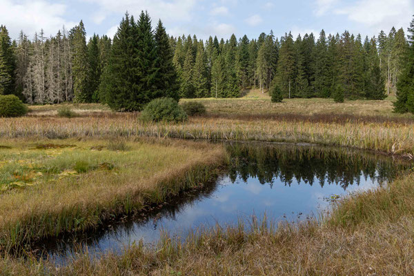 Hochmoorsee in den Freibergen