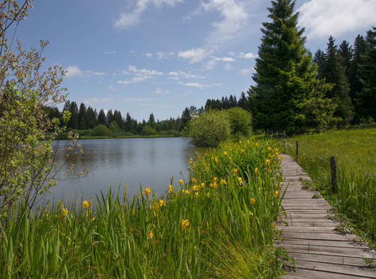 Etang Plain de Saigne