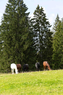 Bois de La Chaux